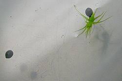 Image result for Aldrovanda vesiculosa