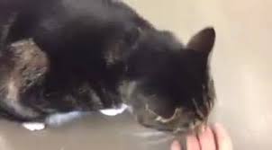 Check out our facebook look up pet diseases from a reliable information source find us on the map visit our website learn about our services * and much more! The Pet Clinic Of Urbana Home Facebook