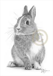 Hase Bleistift Zeichnung Grafik Druck Kunst Kunstler Etsy