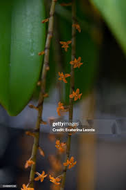 Image result for Chamaeangis