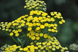 Image result for Nicolasia nitens