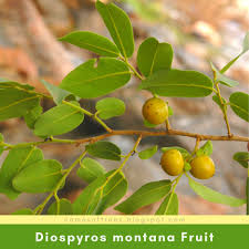 Cudrania cochinchinensis, cudrania javanensis, vanieria cochinchinensis) memiliki ciri khusus yang mudah di bedakan den. Ciri Ciri Pohon Ciri Ciri Daun Bunga Buah Dan Pohon Facebook