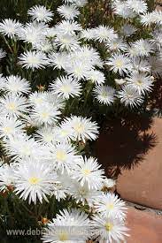 White Aster Like Petals Of Ice Plant Summer Flowers Garden Plants Ice Plant