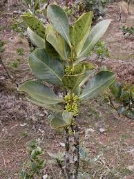 Image result for Hilsenbergia petiolaris