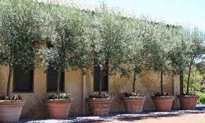 concu pour un jardin de style mediterraneen cet olivier fleurissant en ete fleurissant jardin mediterraneen olivier s idees jardin jardins beaux jardins