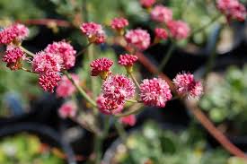 Image result for Eriosema angolense