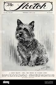 King of terrier hi-res stock photography and images - Alamy