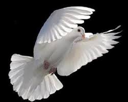 Pomba Branca Iiiiiiiiiiii Jpg 400 319 White Doves Beautiful Birds Animals Beautiful