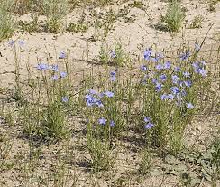 Image result for Wahlenbergia wittei