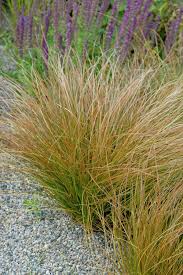 Rare in the wild, this tuft forming sedge is most attractive in groups. Orange New Zealand Sedge Grasses Garden Ornamental Grasses Grasses Landscaping