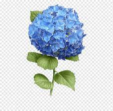 Blue hydrangea watercolor set this set contains 38 files; French Hydrangea Watercolor Painting Flower Botanical Illustration Painting Blue Botany Ruchnoj Png Pngwing