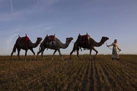 Download journeys my librarian is a camel for free. The Nativity Camels Unbelievably Clever A Tad Greedy And Undeniably Festive Country Life