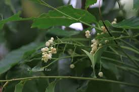 Image result for Khaya grandifoliola