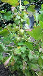 Check spelling or type a new query. Stachelbeere Hinnonmaki Gelb Ribes Uva Crispa Hinnonmaki Gelb Baumschule Horstmann