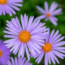 Image result for Aster