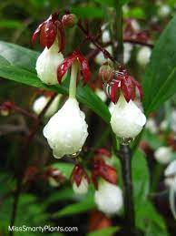 Clerodendrum For Florida Miss Smarty Plants Plants Light Bulb Plant Shade Plants