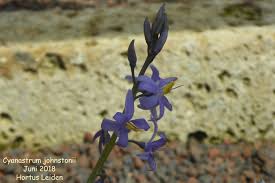 Image result for Cyanastrum johnstonii