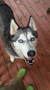 The free spirit siberian rescue opened its doors in 1999 with the intention of rescuing and finding a home for every husky/husky mix in need of rescue. Dog For Adoption Shadow A Siberian Husky In Ellijay Ga Petfinder