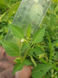 Image result for Physalis lagascae