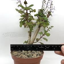 Image result for Plectranthus elegans