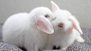 Sweet bunny massage