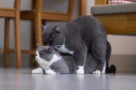Por Que Los Gatos Hacen Mucho Ruido Cuando Se Aparean