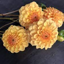 Dahlia Golden Scepter Goldenrod Gardens Dahlia Flower Farmer Flower Farm