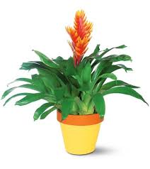 Maybe you would like to learn more about one of these? Exotic Bromeliad In Alexandria Va The Virginia Florist