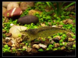 Betta with amano shrimp tankmates , 25 litre, various plants. The Top 5 Shrimp For The Freshwater Aquarium