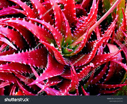 Image result for Aloe cameronii × christianii