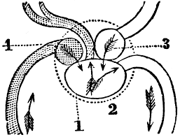 Check spelling or type a new query. A Diagram Of The Heart Of A Fish Clipart Etc
