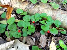 Image result for Geophila repens