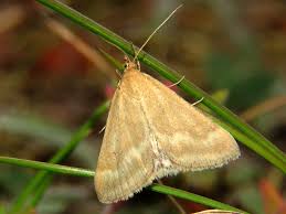 Image result for Pyrausta aerealis