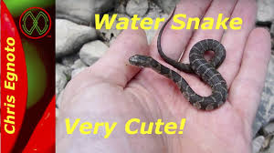 They undulate the tail tip slowly back and forth to lure prey, such as frogs, within striking distance.\\ water moccasins have a reputation for being aggressive, but in reality, they rarely bite humans. Very Cute Baby Water Snake Not A Moccasin Not A Copperhead Youtube