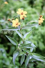 Image result for Aspilia mossambicensis