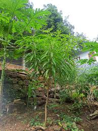 Image result for Alstonia venenata