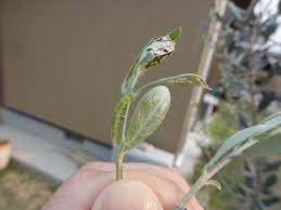 すべての美しい花の画像 ぜいたくオリーブ 葉先 茶色