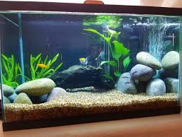 Ergens In Een Ziekenhuis In Een Kamer Waar Een Niet Genaamde Oude Man Op Een Ziekenhuisbed Fish Tank Themes Fish Aquarium Decorations Fish Tank Decorations