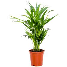 Image result for Dypsis