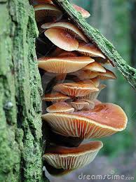 The fertilizer will quicken the decomposition of the matter, which will leave the mushrooms nothing to feed off of. Pin On Fungus