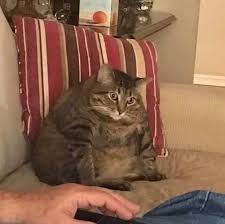 Sisko Kedilerin Birbirinden Komik Ama Bir O Kadar Da Tatli Fotograflari Hayvanlar Kedi Cok Sirin Hayvanlar