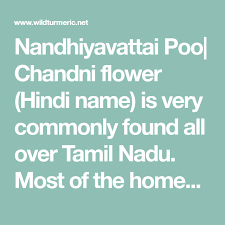 Chandni Flower Nandiyavattai Poo Carnation Of India Uses Benefits Cure For Burning Sensation In Eyes Wildturmeric Flowers Indian Flowers The Cure