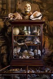 Curio Cabinet Cabinet Of Curiosities Macabre Taxidermy