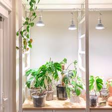 3,000 pisos all no delivery located in pilar. Where To Find Variegated Monstera For Sale In The Usa Monstera Houseplant Guide