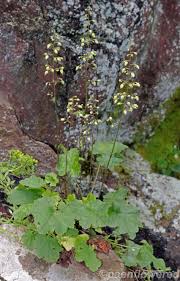 Image result for heuchera americana