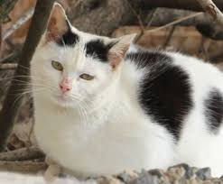 One needs to make sure that the cat repellent doesn't strain the cushions. Neighborhood Cats How To Tnr Feral Cat Winter Shelter