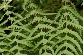 Image result for Histiopteris