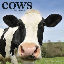 Cows Wall Calendars 2022 Large Selection