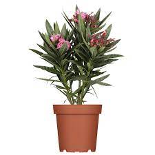 Nerium oleander (oleander) is an evergreen shrub of the apocynaceae family that thrives principally in subtropical regions. Oleander Busch Rosa Im Ca 17 Cm Topf Online Kaufen Bei Gartner Potschke