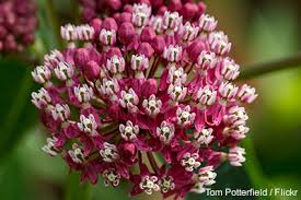 Plants like tropical milkweed have small clusters that mostly wasps nectar from. Milkweed For Monarchs